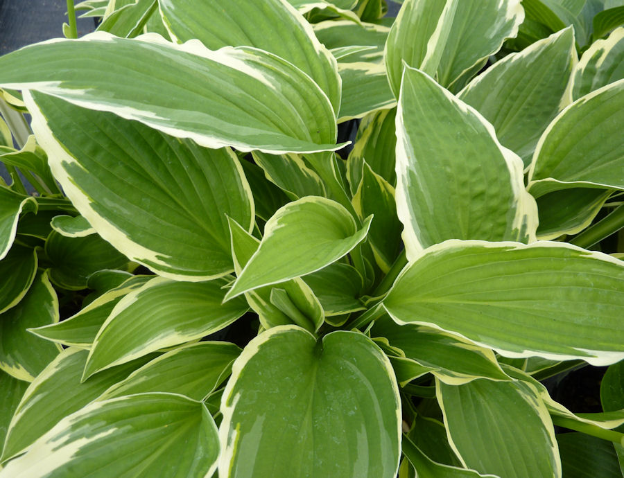 Hosta fortunei 'Moerheim'